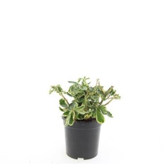 Se Pachysandra Terminalis 'Variegata' ✔ Kæmpe udvalg i  Plantetorvet - Køb online på udsalg og tilbud lige nu ✔ Hurtig levering: 1 - 2 Hverdage samt billig fragt - Varenummer: PTT-100280 og barcode / Ean:  på lager - Udsalg på Stauder > Vinterglans Spar op til 66% - Over 1334 design brands på udsalg