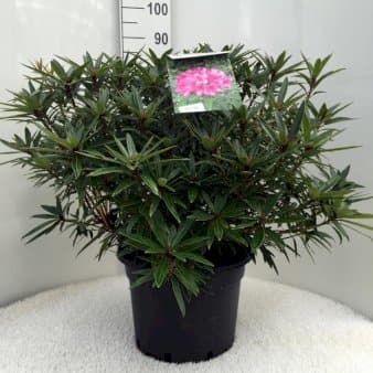 Se 'Graziella' ✔ Kæmpe udvalg i Plantetorvet ✔ Hurtig levering: 1 - 2 Hverdage samt billig fragt - Varenummer: PTT-80237 og barcode / Ean: på lager - Udsalg på Rhododendron > Storbladede Hybrider Spar op til 61% - Over 1334 design brands på udsalg