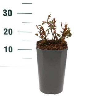 Se 'Morsdag' 3 Liter potte ✔ Kæmpe udvalg i  Plantetorvet - Køb online på udsalg og tilbud lige nu ✔ Hurtig levering: 1 - 2 Hverdage samt billig fragt - Varenummer: PTT-100921 og barcode / Ean:  på lager - Udsalg på Roser > Buketroser Spar op til 58% - Over 1354 design brands på udsalg