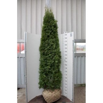 Se Hækthuja 'Smaragd' Trådklump,- 225-250 cm. ✔ Kæmpe udvalg i  Plantetorvet - Køb online på udsalg og tilbud lige nu ✔ Hurtig levering: 1 - 2 Hverdage samt billig fragt - Varenummer: PTT-95936 og barcode / Ean:  på lager - Udsalg på Hækplanter > Thuja Spar op til 67% - Over 1354 design brands på udsalg