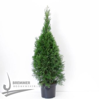 Se Hækthuja 'Smaragd' Potte 7,5 liter 80-100 cm. ✔ Kæmpe udvalg i  Plantetorvet - Køb online på udsalg og tilbud lige nu ✔ Hurtig levering: 1 - 2 Hverdage samt billig fragt - Varenummer: PTT-66993 og barcode / Ean:  på lager - Udsalg på Hækplanter > Thuja Spar op til 52% - Over 1354 design brands på udsalg