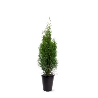 Se Hækthuja 'Smaragd' Potte 4,0 liter,- 60-80 cm. ✔ Kæmpe udvalg i  Plantetorvet - Køb online på udsalg og tilbud lige nu ✔ Hurtig levering: 1 - 2 Hverdage samt billig fragt - Varenummer: PTT-98671 og barcode / Ean:  på lager - Udsalg på Hækplanter > Thuja Spar op til 53% - Over 1354 design brands på udsalg