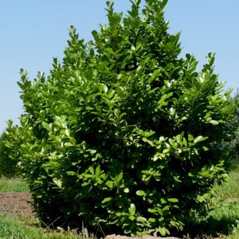 Se Hæk-Kirsebærlaurbær 'Rotundifolia' Modulhæk 1 m (4-5 planter). - 40 liter min. 100 cm. høje ✔ Kæmpe udvalg i  Plantetorvet - Køb online på udsalg og tilbud lige nu ✔ Hurtig levering: 1 - 2 Hverdage samt billig fragt - Varenummer: PTT-77348 og barcode / Ean:  på lager - Udsalg på Hækplanter > Kirsebærlaurbær Spar op til 67% - Over 1334 design mærker på udsalg
