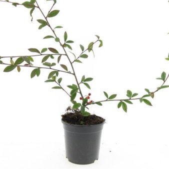 Se Cotoneaster Salicifolius 'Herbstfeuer' ✔ Kæmpe udvalg i  Plantetorvet - Køb online på udsalg og tilbud lige nu ✔ Hurtig levering: 1 - 2 Hverdage samt billig fragt - Varenummer: PTT-100263 og barcode / Ean:  på lager - Udsalg på Prydbuske > Dværgmispel Spar op til 65% - Over 1334 design brands på udsalg