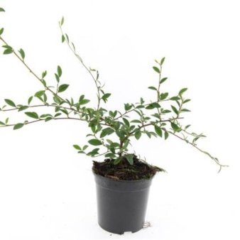 Se Cotoneaster Salicifolius 'Parkteppich' ✔ Kæmpe udvalg i  Plantetorvet - Køb online på udsalg og tilbud lige nu ✔ Hurtig levering: 1 - 2 Hverdage samt billig fragt - Varenummer: PTT-100264 og barcode / Ean:  på lager - Udsalg på Prydbuske > Dværgmispel Spar op til 64% - Over 1334 design brands på udsalg