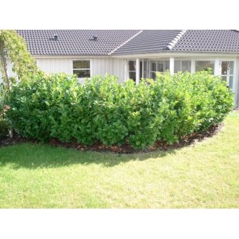 Se Kirsebærlaurbær 'Etna' Potte 12 liter,- 125-150 cm. ✔ Kæmpe udvalg i  Plantetorvet - Køb online på udsalg og tilbud lige nu ✔ Hurtig levering: 1 - 2 Hverdage samt billig fragt - Varenummer: PTT-99575 og barcode / Ean:  på lager - Udsalg på Hækplanter > Kirsebærlaurbær Spar op til 65% - Over 1334 design mærker på udsalg