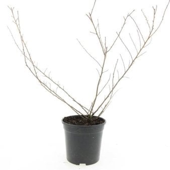 Se Escallonia 'Donard Seedling' ✔ Kæmpe udvalg i  Plantetorvet - Køb online på udsalg og tilbud lige nu ✔ Hurtig levering: 1 - 2 Hverdage samt billig fragt - Varenummer: PTT-100265 og barcode / Ean:  på lager - Udsalg på Prydbuske > Escallonia Spar op til 65% - Over 1334 design brands på udsalg
