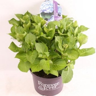 Se Hydrangea Macrophylla 'Forever Blue' ✔ Kæmpe udvalg i  Plantetorvet - Køb online på udsalg og tilbud lige nu ✔ Hurtig levering: 1 - 2 Hverdage samt billig fragt - Varenummer: PTT-97544 og barcode / Ean:  på lager - Udsalg på Prydbuske > Hortensia Spar op til 67% - Over 1334 design brands på udsalg