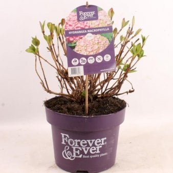 Se Hydrangea Macrophylla 'Forever Pink' ✔ Kæmpe udvalg i  Plantetorvet - Køb online på udsalg og tilbud lige nu ✔ Hurtig levering: 1 - 2 Hverdage samt billig fragt - Varenummer: PTT-97296 og barcode / Ean:  på lager - Udsalg på Prydbuske > Hortensia Spar op til 66% - Over 1334 design brands på udsalg