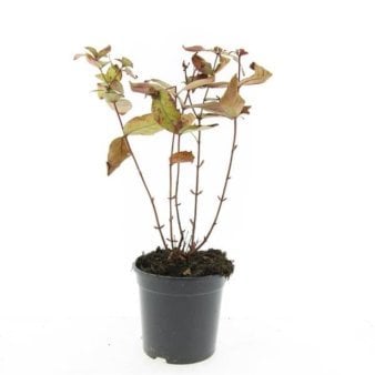 Se Hypericum Androsaemum 'Albury Purple' ✔ Kæmpe udvalg i  Plantetorvet - Køb online på udsalg og tilbud lige nu ✔ Hurtig levering: 1 - 2 Hverdage samt billig fragt - Varenummer: PTT-100274 og barcode / Ean:  på lager - Udsalg på Prydbuske > Perikon Spar op til 64% - Over 1334 design brands på udsalg