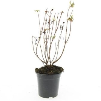 Se Hypericum Inodorum 'Orange Flair' ✔ Kæmpe udvalg i  Plantetorvet - Køb online på udsalg og tilbud lige nu ✔ Hurtig levering: 1 - 2 Hverdage samt billig fragt - Varenummer: PTT-99026 og barcode / Ean:  på lager - Udsalg på Prydbuske > Perikon Spar op til 63% - Over 1334 design brands på udsalg