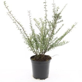 Se Lonicera Nitida 'Silver Beauty' ✔ Kæmpe udvalg i  Plantetorvet - Køb online på udsalg og tilbud lige nu ✔ Hurtig levering: 1 - 2 Hverdage samt billig fragt - Varenummer: PTT-100277 og barcode / Ean:  på lager - Udsalg på Prydbuske > Myrte-Gedeblad Spar op til 58% - Over 1334 design brands på udsalg