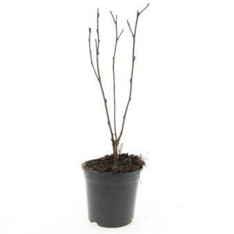 Se Physocarpus Opulifolius 'Red Baron' ✔ Kæmpe udvalg i  Plantetorvet - Køb online på udsalg og tilbud lige nu ✔ Hurtig levering: 1 - 2 Hverdage samt billig fragt - Varenummer: PTT-100996 og barcode / Ean:  på lager - Udsalg på Prydbuske > Blærespiræa Spar op til 63% - Over 1354 design brands på udsalg