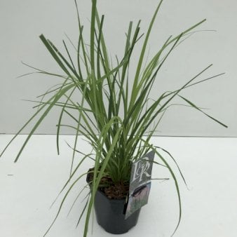 Se Pampasgræs 'Rosea' Potte 2,0 liter,- 30-40 cm. ✔ Kæmpe udvalg i  Plantetorvet - Køb online på udsalg og tilbud lige nu ✔ Hurtig levering: 1 - 2 Hverdage samt billig fragt - Varenummer: PTT-74864 og barcode / Ean:  på lager - Udsalg på Prydgræs > Pampasgræs Spar op til 64% - Over 1334 design brands på udsalg