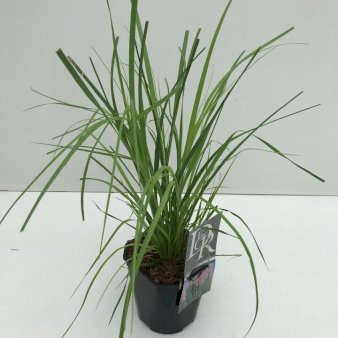 Se Pampasgræs 'Rosea' 2 Liter potte ✔ Kæmpe udvalg i  Plantetorvet - Køb online på udsalg og tilbud lige nu ✔ Hurtig levering: 1 - 2 Hverdage samt billig fragt - Varenummer: PTT-100506 og barcode / Ean:  på lager - Udsalg på Prydgræs > Pampasgræs Spar op til 53% - Over 1334 design brands på udsalg