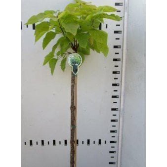 Catalpa Bignonioides &