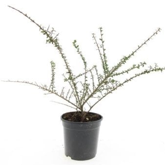 Se Cotoneaster Conspicuus ✔ Kæmpe udvalg i  Plantetorvet - Køb online på udsalg og tilbud lige nu ✔ Hurtig levering: 1 - 2 Hverdage samt billig fragt - Varenummer: PTT-100257 og barcode / Ean:  på lager - Udsalg på Prydbuske > Dværgmispel Spar op til 56% - Over 1334 design brands på udsalg