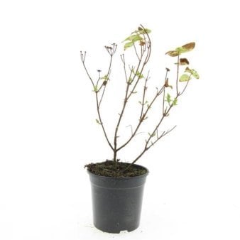 Se Hypericum Inodorum 'Magical Beauty' ✔ Kæmpe udvalg i  Plantetorvet - Køb online på udsalg og tilbud lige nu ✔ Hurtig levering: 1 - 2 Hverdage samt billig fragt - Varenummer: PTT-99025 og barcode / Ean:  på lager - Udsalg på Prydbuske > Perikon Spar op til 55% - Over 1334 design brands på udsalg