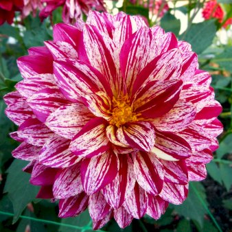 Se Dahlia Striped Vulcan ✔ Kæmpe udvalg i  Plantetorvet - Køb online på udsalg og tilbud lige nu ✔ Hurtig levering: 1 - 2 Hverdage samt billig fragt - Varenummer: PTT-99142 og barcode / Ean:  på lager - Udsalg på Blomsterløg > Dahlia Spar op til 65% - Over 1334 design mærker på udsalg