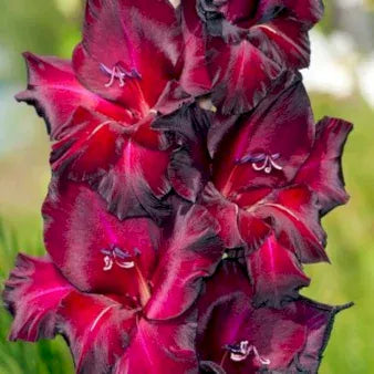 Se Gladiolus Black Surprise ✔ Kæmpe udvalg i  Plantetorvet - Køb online på udsalg og tilbud lige nu ✔ Hurtig levering: 1 - 2 Hverdage samt billig fragt - Varenummer: PTT-99121 og barcode / Ean:  på lager - Udsalg på Blomsterløg > Gladiolus Spar op til 62% - Over 1354 design brands på udsalg