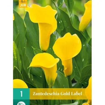 Se Zantedeschia Gold Label ✔ Kæmpe udvalg i  Plantetorvet - Køb online på udsalg og tilbud lige nu ✔ Hurtig levering: 1 - 2 Hverdage samt billig fragt - Varenummer: PTT-99126 og barcode / Ean:  på lager - Udsalg på Blomsterløg > Calla Spar op til 64% - Over 1354 design brands på udsalg