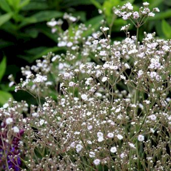 Se Gypsophila Pacifica ✔ Kæmpe udvalg i  Plantetorvet - Køb online på udsalg og tilbud lige nu ✔ Hurtig levering: 1 - 2 Hverdage samt billig fragt - Varenummer: PTT-99146 og barcode / Ean:  på lager - Udsalg på Blomsterløg > Brudeslør Spar op til 63% - Over 1354 design brands på udsalg