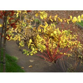 Se Biocovers® Plantebaseret ukrudtsdug - 100% nedbrydelig 2 meter bred. Rulle med 25 meter ✔ Kæmpe udvalg i  Biocovers - Køb online på udsalg og tilbud lige nu ✔ Hurtig levering: 1 - 2 Hverdage samt billig fragt - Varenummer: PTT-101138 og barcode / Ean:  på lager - Udsalg på Net og duge > Biocover Spar op til 66% - Over 1354 design brands på udsalg