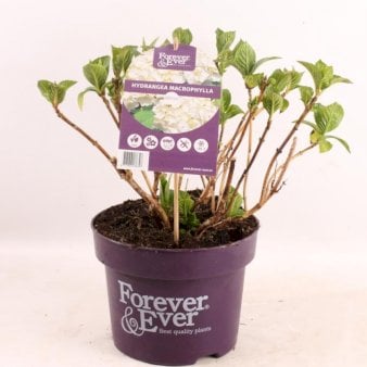 Se Havehortensia 'Forever & Ever White' Potte 5,0 Liter, 30-40 cm. ✔ Kæmpe udvalg i  Plantetorvet - Køb online på udsalg og tilbud lige nu ✔ Hurtig levering: 1 - 2 Hverdage samt billig fragt - Varenummer: PTT-97294 og barcode / Ean:  på lager - Udsalg på Prydbuske > Hortensia Spar op til 64% - Over 1334 design brands på udsalg