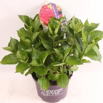 Se Havehortensia 'Forever & Ever White & Red' Potte 5,0 Liter, 30-40 cm. ✔ Kæmpe udvalg i  Plantetorvet - Køb online på udsalg og tilbud lige nu ✔ Hurtig levering: 1 - 2 Hverdage samt billig fragt - Varenummer: PTT-100742 og barcode / Ean:  på lager - Udsalg på Prydbuske > Hortensia Spar op til 63% - Over 1334 design brands på udsalg