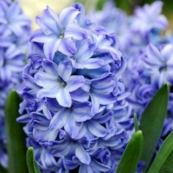 Se Hyacinth &