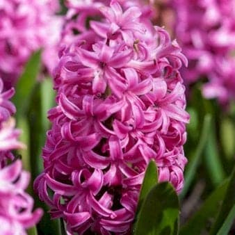 Se Hyacinth &