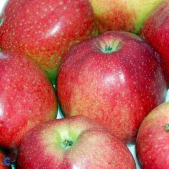 Se Æble 'Alkmene Cevaal' 4-8 grene. 3-4 års. Potte 37,5 liter,- 180-220 cm. ❤ Stort online udvalg i Plantetorvet ❤ Hurtig levering: 1 - 2 Hverdage samt billig fragt - Varenummer: PTT-90196 og barcode / Ean: på lager - Udsalg på Frugttræer & Frugtbuske > Æble Spar op til 55% - Over 785 kendte brands på udsalg