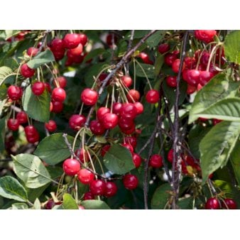 Se Sød Kirsebær 'Burlat' - Delvist selvbestøvende Havefrugttræ - A-kvalitet 4-8 grene, 130-170 cm. 10 liter potte (Colt) ✔ Kæmpe udvalg i  Plantetorvet - Køb online på udsalg og tilbud lige nu ✔ Hurtig levering: 1 - 2 Hverdage samt billig fragt - Varenummer: PTT-85624 og barcode / Ean:  på lager - Udsalg på Frugttræer & Frugtbuske > Sød Kirsebær Spar op til 57% - Over 1334 design brands på udsalg