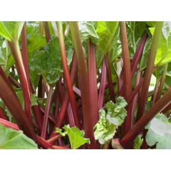 Se Rabarber 'Frambozen Rood' 1,5 liter potte ✔ Kæmpe udvalg i  Plantetorvet - Køb online på udsalg og tilbud lige nu ✔ Hurtig levering: 1 - 2 Hverdage samt billig fragt - Varenummer: PTT-100644 og barcode / Ean:  på lager - Udsalg på Frugttræer & Frugtbuske > Rabarber Spar op til 51% - Over 1334 design brands på udsalg
