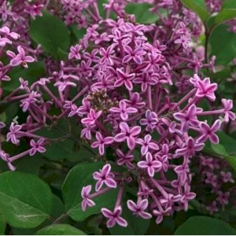 Se Dværgsyren 'Bloomerang Dark Purple' Potte 4,5 liter 40-50 cm. ✔ Kæmpe udvalg i  Plantetorvet - Køb online på udsalg og tilbud lige nu ✔ Hurtig levering: 1 - 2 Hverdage samt billig fragt - Varenummer: PTT-100867 og barcode / Ean:  på lager - Udsalg på Prydbuske > Syren Spar op til 67% - Over 1354 design brands på udsalg