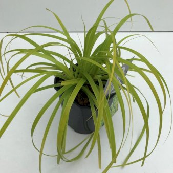 Se Star 'Everillo' Potte 2,0 liter,- 30-40 cm. ✔ Kæmpe udvalg i  Plantetorvet - Køb online på udsalg og tilbud lige nu ✔ Hurtig levering: 1 - 2 Hverdage samt billig fragt - Varenummer: PTT-88655 og barcode / Ean:  på lager - Udsalg på Prydgræs > Star Spar op til 62% - Over 1334 design mærker på udsalg