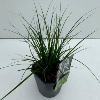 Se 10 stk. Star 'Magic Green' 2 Liter potte ✔ Kæmpe udvalg i  Plantetorvet - Køb online på udsalg og tilbud lige nu ✔ Hurtig levering: 1 - 2 Hverdage samt billig fragt - Varenummer: PTT-87502 og barcode / Ean:  på lager - Udsalg på Prydgræs > Star Spar op til 56% - Over 1334 design brands på udsalg