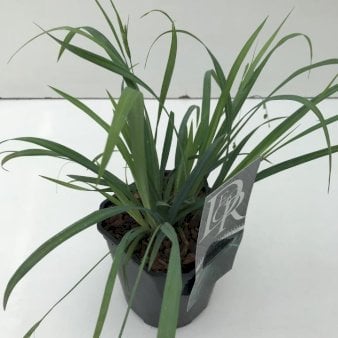 Se Star 'Bunny blue' 2 Liter potte ✔ Kæmpe udvalg i  Plantetorvet - Køb online på udsalg og tilbud lige nu ✔ Hurtig levering: 1 - 2 Hverdage samt billig fragt - Varenummer: PTT-100495 og barcode / Ean:  på lager - Udsalg på Prydgræs > Star Spar op til 55% - Over 1334 design brands på udsalg