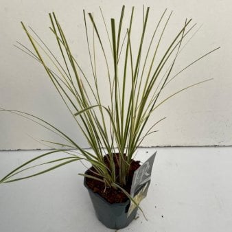 Se Lav Pampasgræs 'Gold mini' Potte 2,0 liter,- 40-60 cm. ✔ Kæmpe udvalg i  Plantetorvet - Køb online på udsalg og tilbud lige nu ✔ Hurtig levering: 1 - 2 Hverdage samt billig fragt - Varenummer: PTT-99168 og barcode / Ean:  på lager - Udsalg på Prydgræs > Pampasgræs Spar op til 59% - Over 1334 design mærker på udsalg