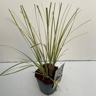 Se Lav Pampasgræs 'Gold mini' 2 Liter potte ✔ Kæmpe udvalg i  Plantetorvet - Køb online på udsalg og tilbud lige nu ✔ Hurtig levering: 1 - 2 Hverdage samt billig fragt - Varenummer: PTT-100503 og barcode / Ean:  på lager - Udsalg på Prydgræs > Pampasgræs Spar op til 54% - Over 1334 design brands på udsalg