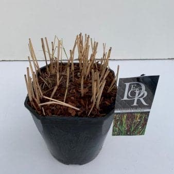 Se Staudehirse 'Sangria' 5 Liter potte ❤ Kæmpe udvalg i Plantetorvet ❤ Hurtig levering: 1 - 2 Hverdage samt billig fragt - Varenummer: PTT-92830 og barcode / Ean: på lager - Udsalg på Prydgræs > Hirse Spar op til 57% - Over 1300 kendte brands på udsalg