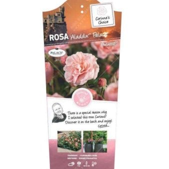 Se 'Alladin Palace®' ✔ Kæmpe udvalg i  Plantetorvet - Køb online på udsalg og tilbud lige nu ✔ Hurtig levering: 1 - 2 Hverdage samt billig fragt - Varenummer: PTT-87836 og barcode / Ean:  på lager - Udsalg på Roser > Palaceroser Spar op til 55% - Over 1334 design brands på udsalg