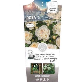 Se 'Eisa Courtyard' ✔ Kæmpe udvalg i  Plantetorvet - Køb online på udsalg og tilbud lige nu ✔ Hurtig levering: 1 - 2 Hverdage samt billig fragt - Varenummer: PTT-87838 og barcode / Ean:  på lager - Udsalg på Roser > Slyng,- & Klatreroser Spar op til 54% - Over 1334 design brands på udsalg
