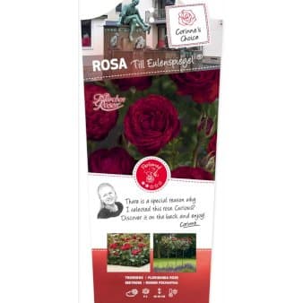 Se 'Till Eulenspiegel' ✔ Kæmpe udvalg i Plantetorvet ✔ Hurtig levering: 1 - 2 Hverdage samt billig fragt - Varenummer: PTT-87883 og barcode / Ean: på lager - Udsalg på Roser > Buketroser Spar op til 63% - Over 1354 design brands på udsalg