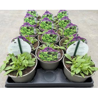 Se Issalat /Ismiddagsblomst 1 liter potte ✔ Kæmpe udvalg i  Plantetorvet - Køb online på udsalg og tilbud lige nu ✔ Hurtig levering: 1 - 2 Hverdage samt billig fragt - Varenummer: PTT-101122 og barcode / Ean:  på lager - Udsalg på Krydderurter > Salater Spar op til 67% - Over 1354 design brands på udsalg