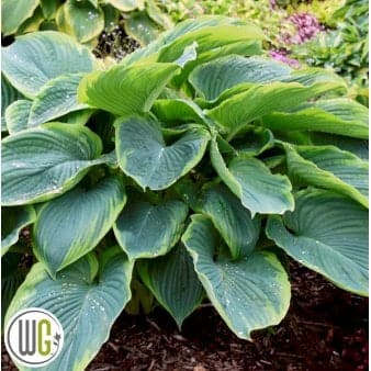 Se Hosta &
