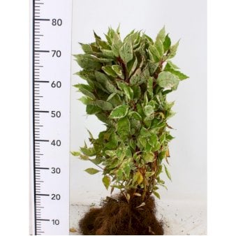 Se Hvidbroget kornel 'Elegantissima' 2 Liter potte ✔ Kæmpe udvalg i  Plantetorvet - Køb online på udsalg og tilbud lige nu ✔ Hurtig levering: 1 - 2 Hverdage samt billig fragt - Varenummer: PTT-100989 og barcode / Ean:  på lager - Udsalg på Hækplanter > Kornel Spar op til 59% - Over 1354 design brands på udsalg