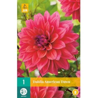Se Dahlia American Dawn ✔ Kæmpe udvalg i  Plantetorvet - Køb online på udsalg og tilbud lige nu ✔ Hurtig levering: 1 - 2 Hverdage samt billig fragt - Varenummer: PTT-90867 og barcode / Ean:  på lager - Udsalg på Blomsterløg > Dahlia Spar op til 61% - Over 1334 design mærker på udsalg