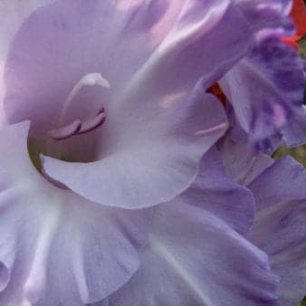 Se Gladiolus 'Milka' ❤ Stort online udvalg i Plantetorvet ❤ Hurtig levering: 1 - 2 Hverdage samt billig fragt - Varenummer: PTT-90906 og barcode / Ean: på lager - Udsalg på Blomsterløg > Gladiolus Spar op til 59% - Over 322 kendte brands på udsalg