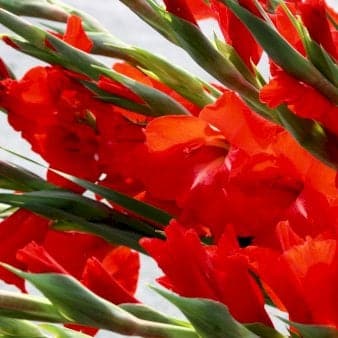 Se Gladiolus 'Fire Cracker' ❤ Stort online udvalg i Plantetorvet ❤ Hurtig levering: 1 - 2 Hverdage samt billig fragt - Varenummer: PTT-90914 og barcode / Ean: på lager - Udsalg på Blomsterløg > Gladiolus Spar op til 67% - Over 322 kendte brands på udsalg